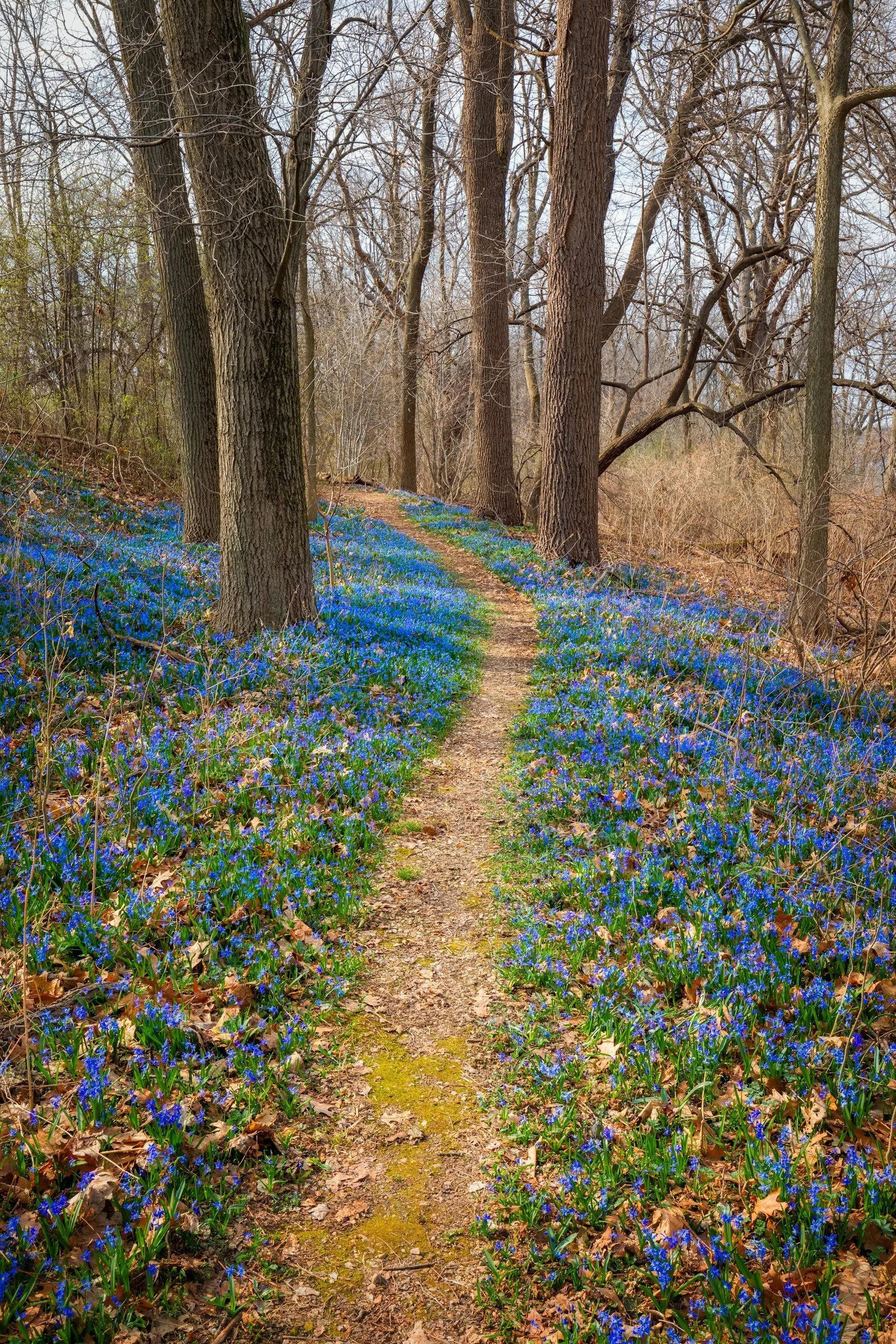 A narrow dirt path winds through a forest with tall, leafless trees. The forest floor is covered with bright blue crocus flowers and fallen leaves, indicating early spring.