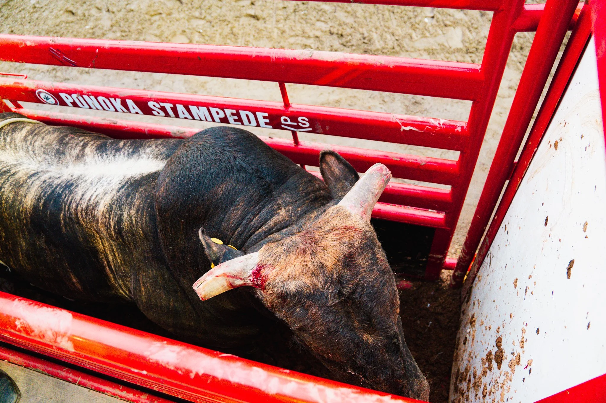 A pig with a bloodstained liver and a yellow ear tag laying on its side inside a red pen at an outdoor farm, with bare ground and soil visible.