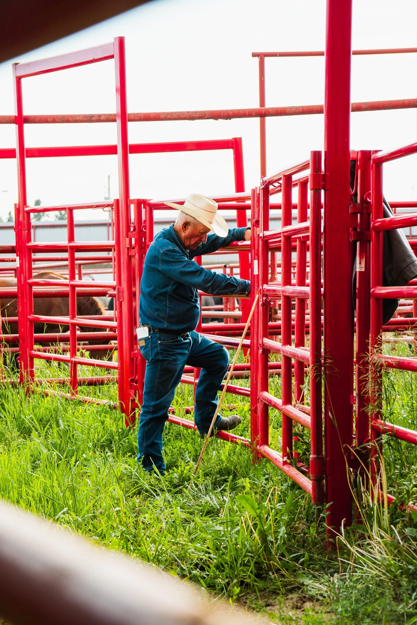 A man wearing a cowboy hat and denim shirt working with red metal cattle panels in a grassy outdoor area.