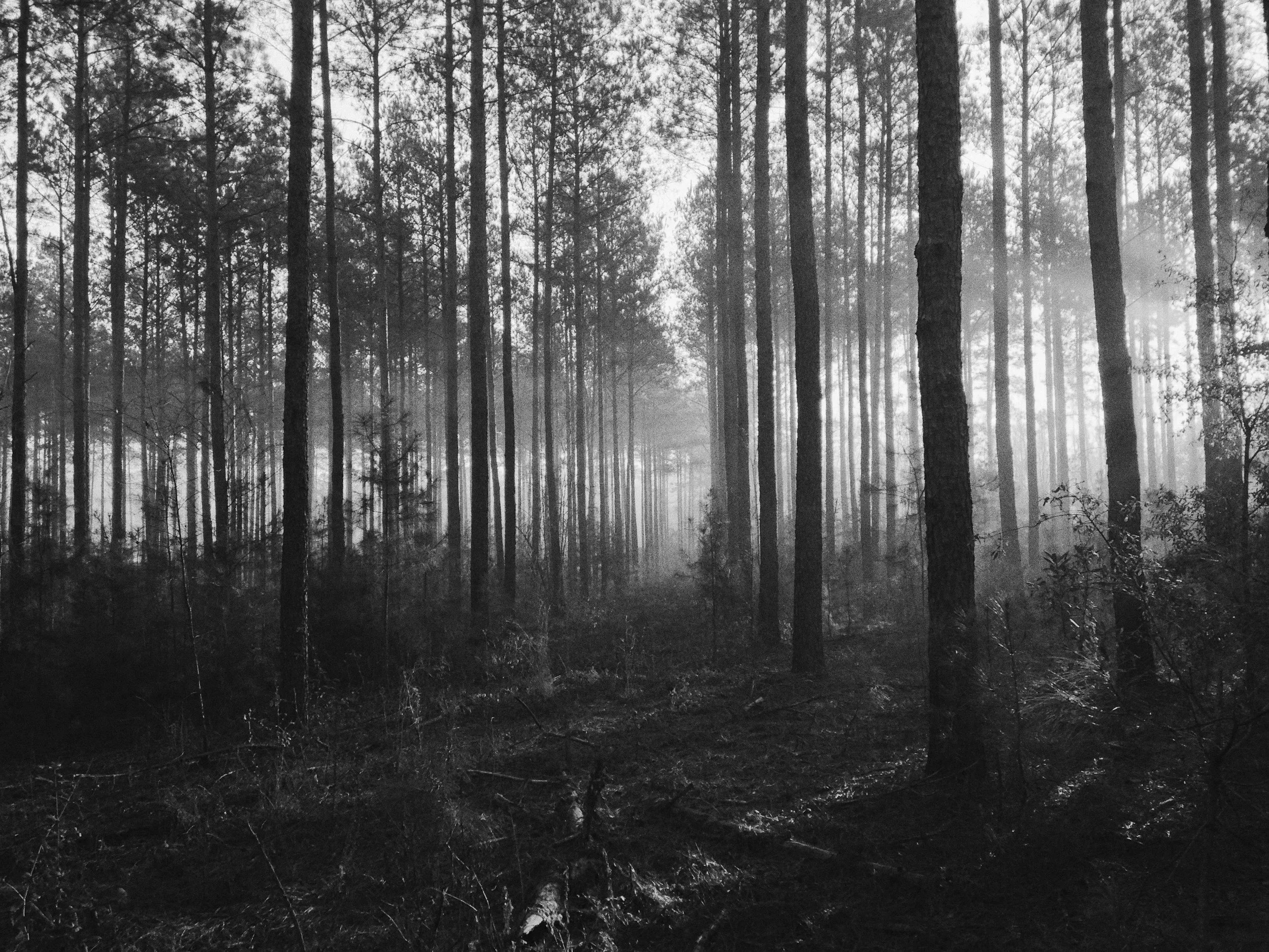 Forêt de pins en noir et blanc avec brouillard