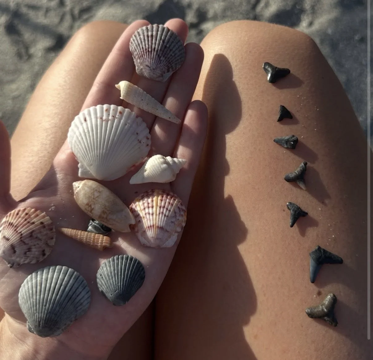 A hand resting on a person's leg holding various small seashells, with additional small black seashells arranged in a line on the person's leg. The background appears to be sandy, suggesting a beach setting.