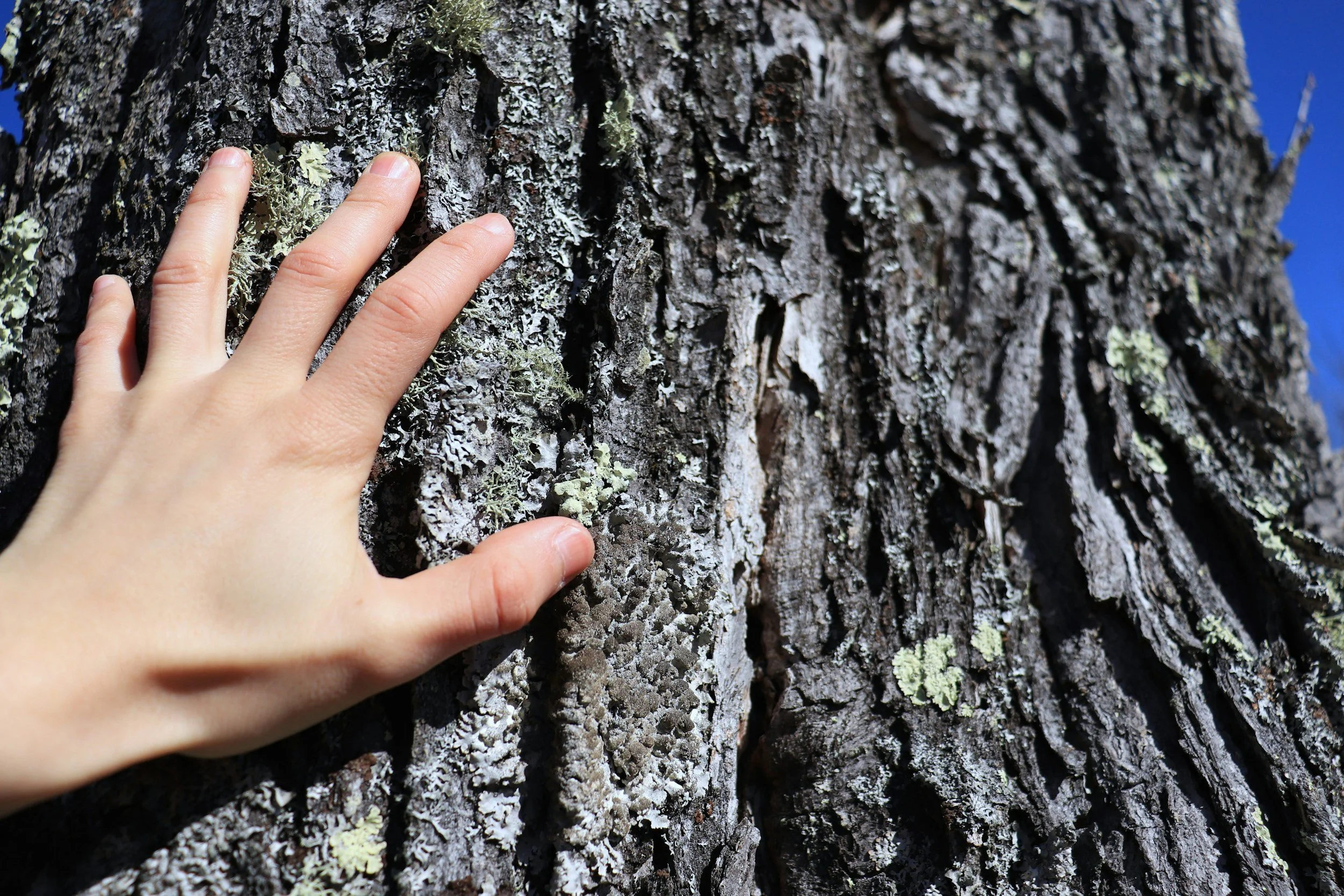 Hand resting on mature tree bark