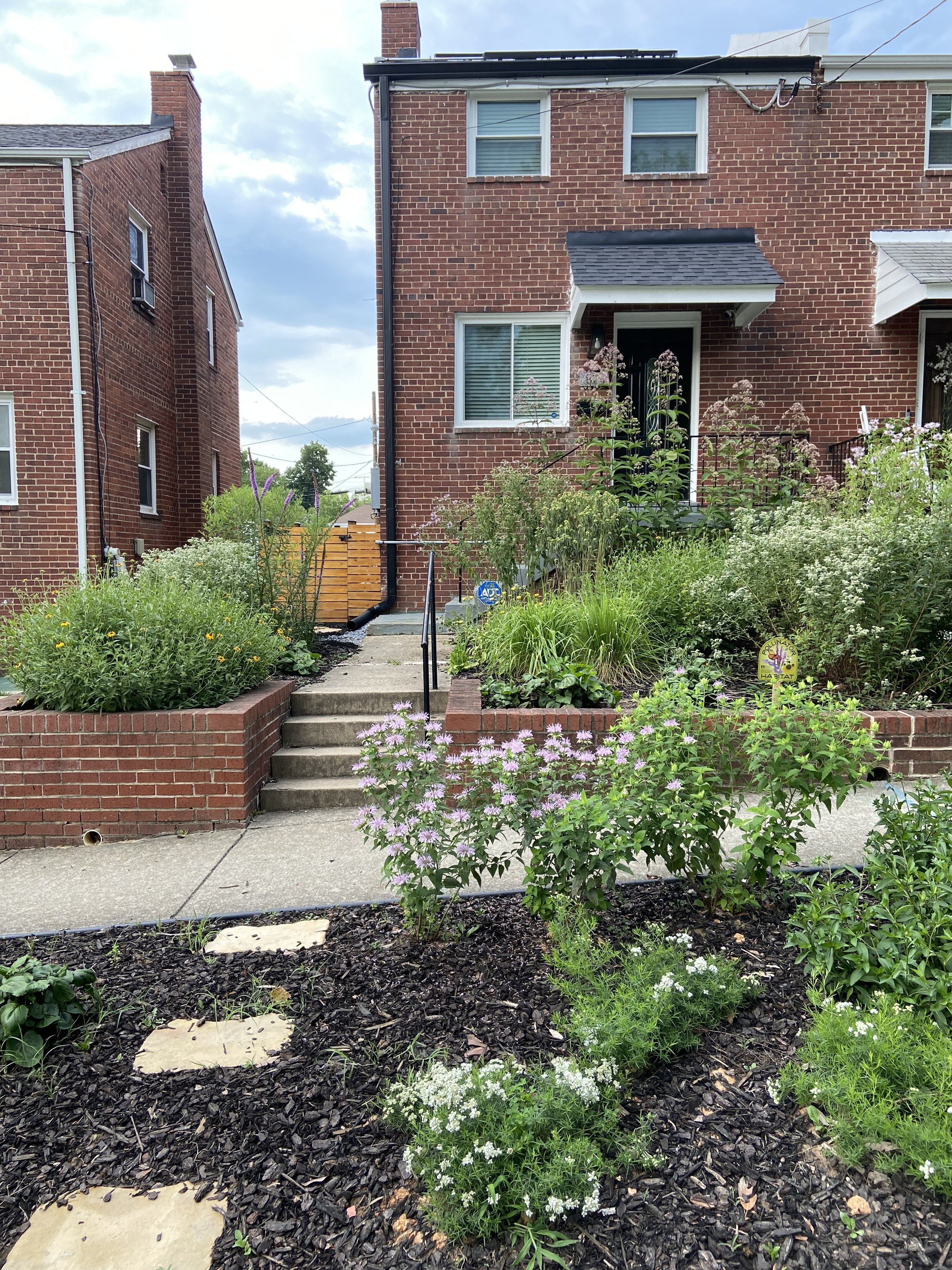 How a Front Yard Became a Pollinator Paradise