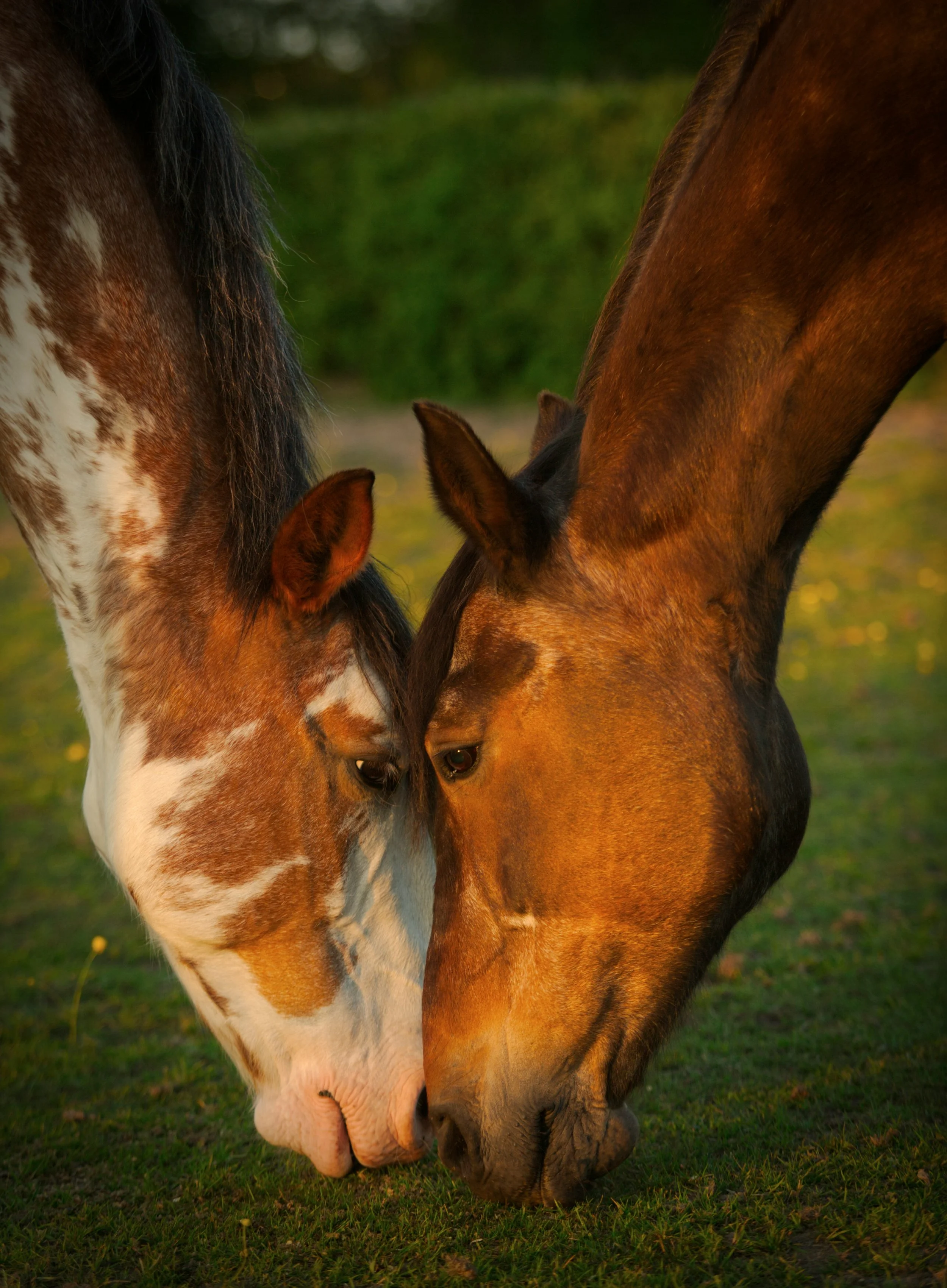 Two horses touching noses on grass