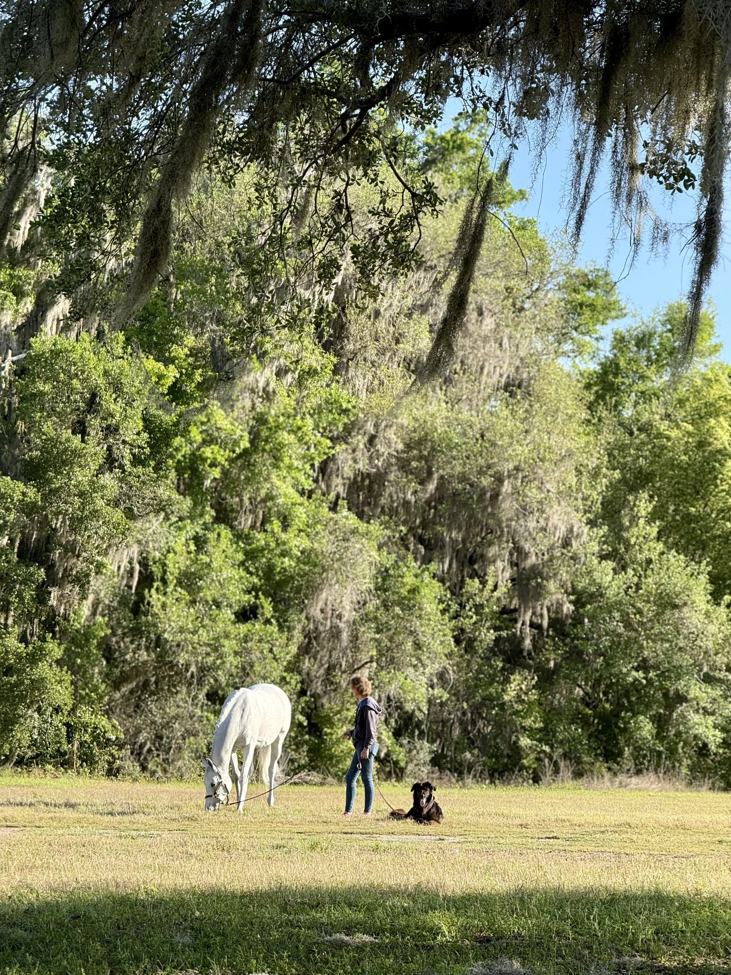 A woman leading a grey horse across a pasture, with a black dog resting in the grass nearby