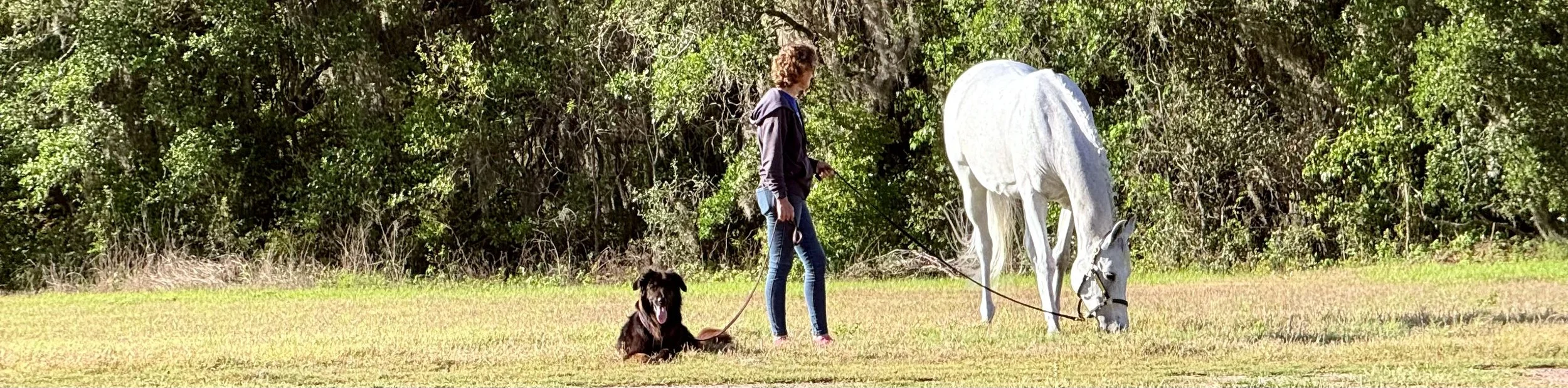 A woman walking a black dog and a white horse on a grassy field with trees in the background.