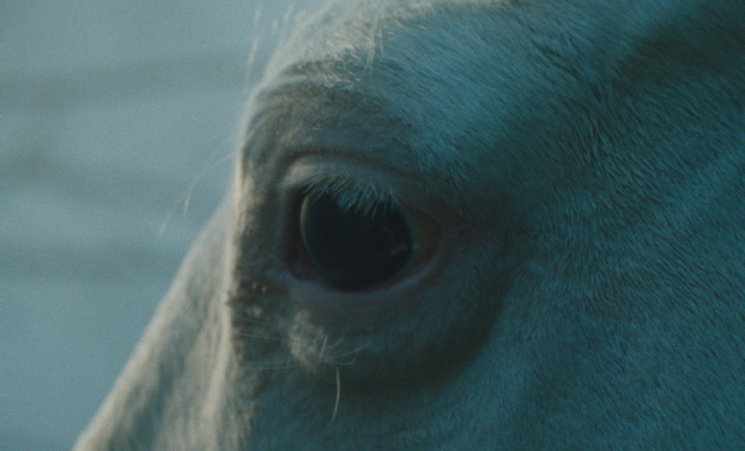 ROSALIA_FOCURANNI_STILL_39.png