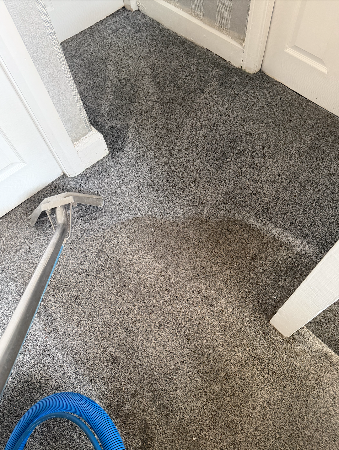 Carpet cleaning process with a blue vacuum hose and a cleaning tool on a dark-colored carpet in a corner of a room