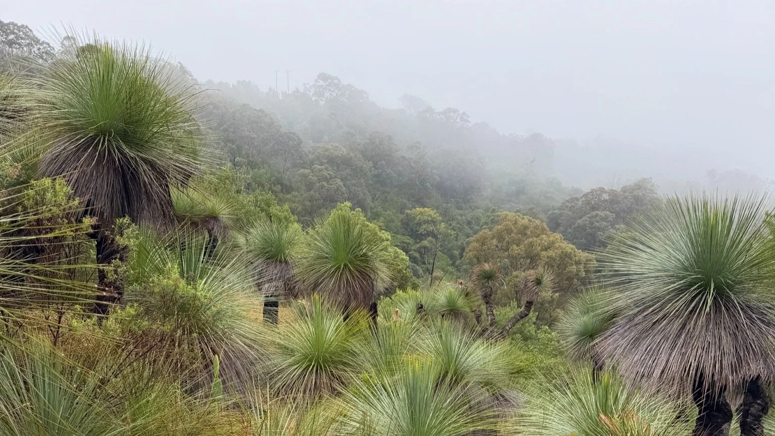Queensland grass trees for sale. Native habitat Bunya Mountains, Queensland.