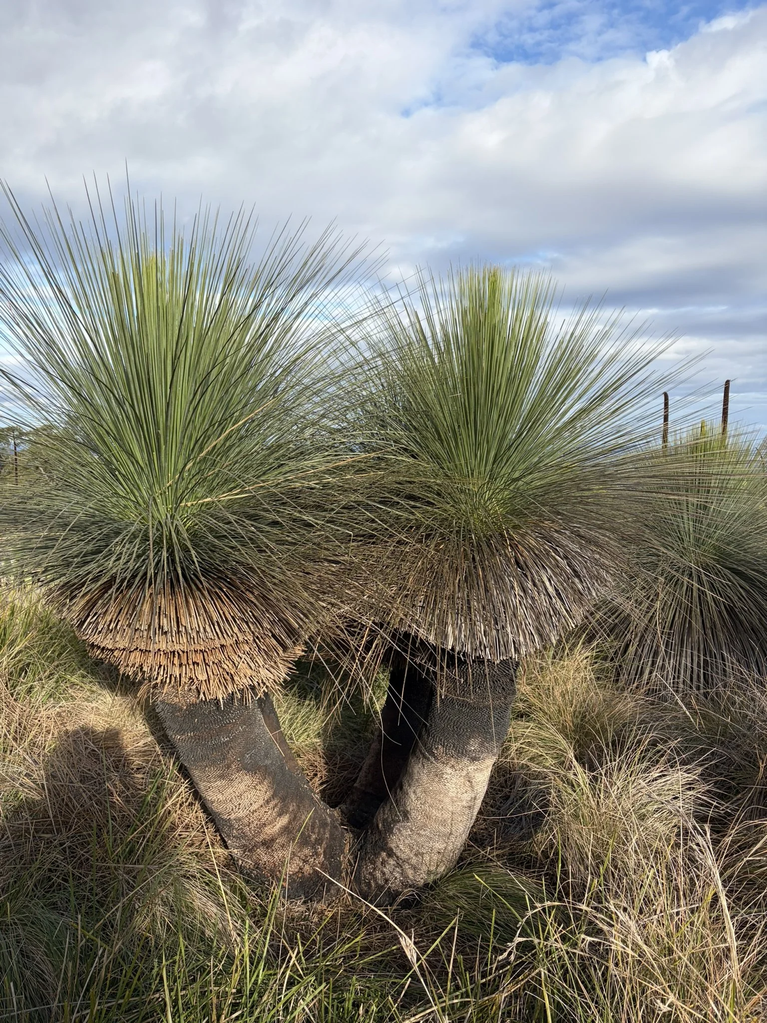 IMG_1845 multi trunk grass tree.JPEG