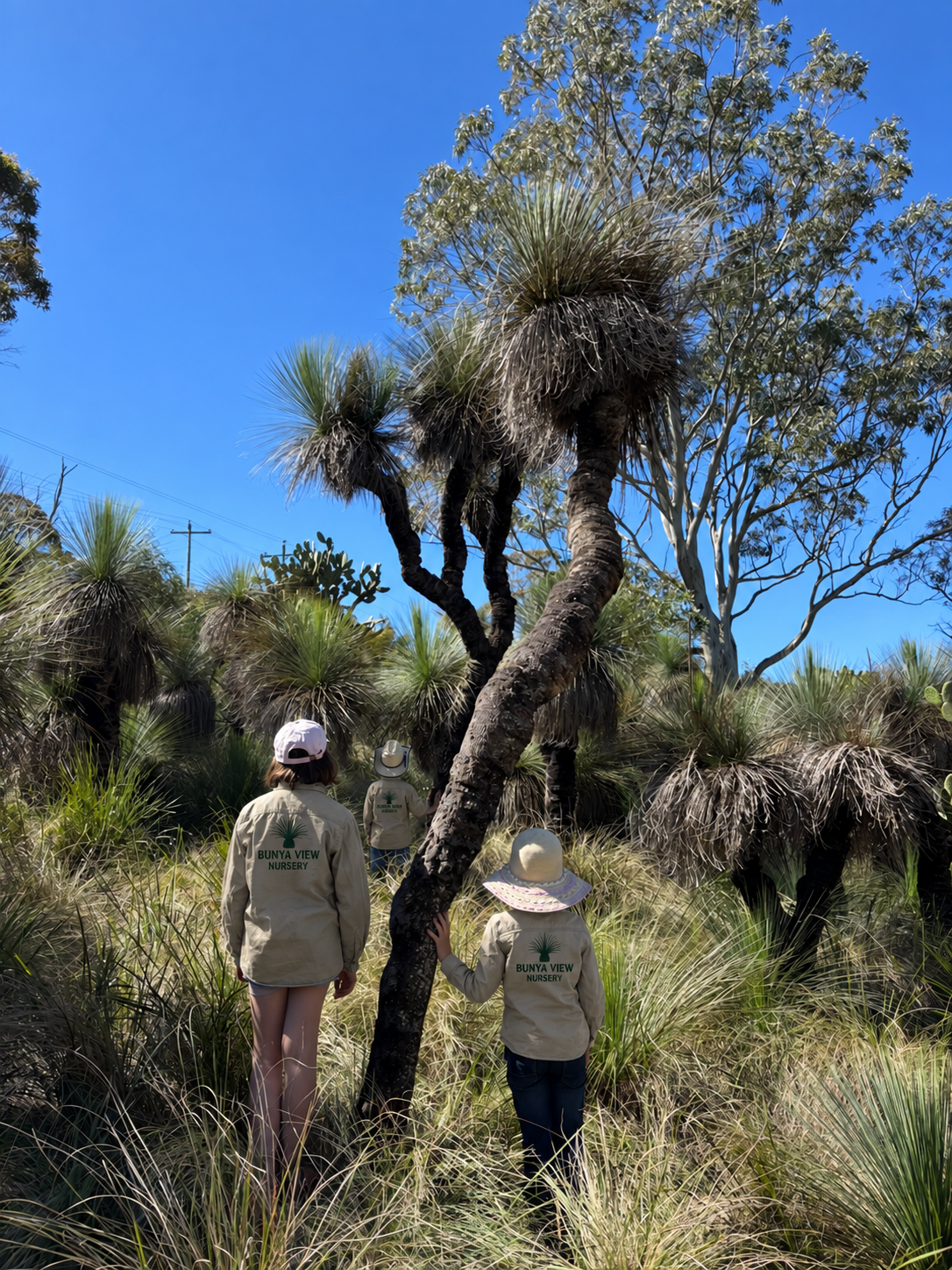 Bunya View Nursery team sustainably working with established grass trees under government licence 2026