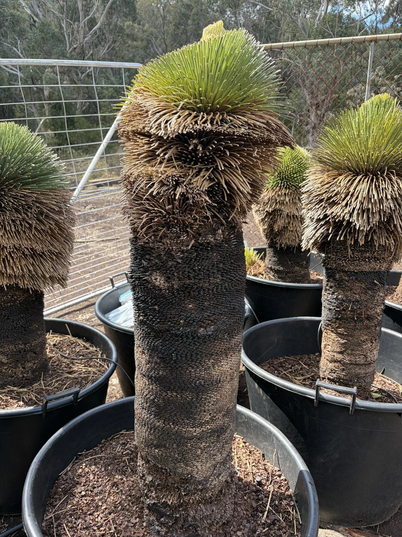 Established specimens