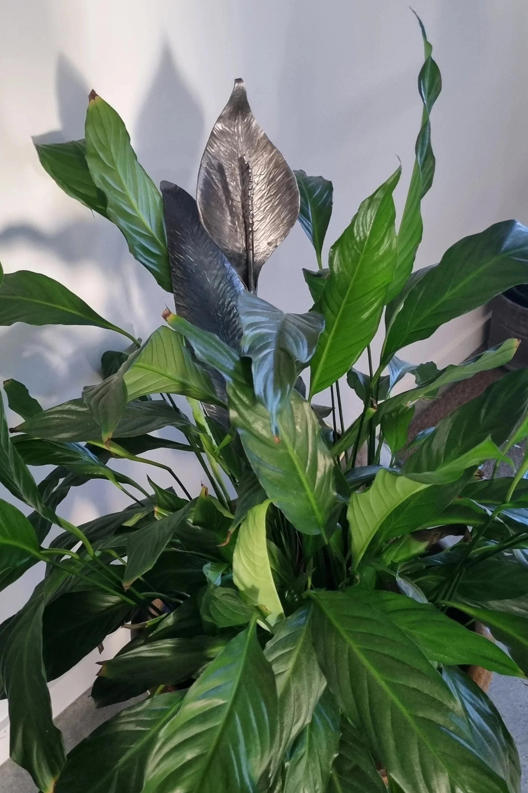Peace Lily - (sold - example only)