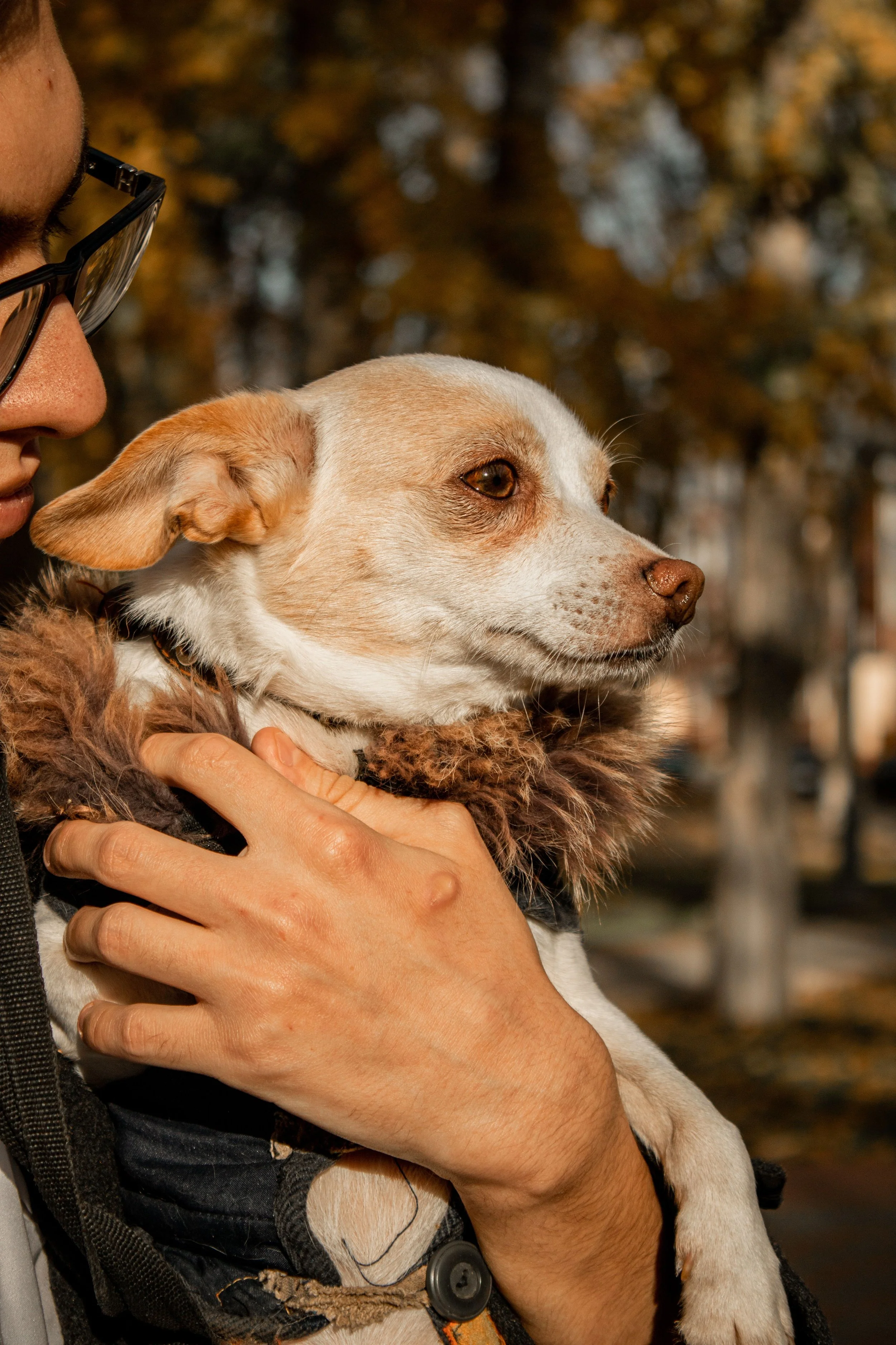 A person wearing glasses holding a white and tan dog with a fluffy collar outdoors with a background of trees with autumn leaves.