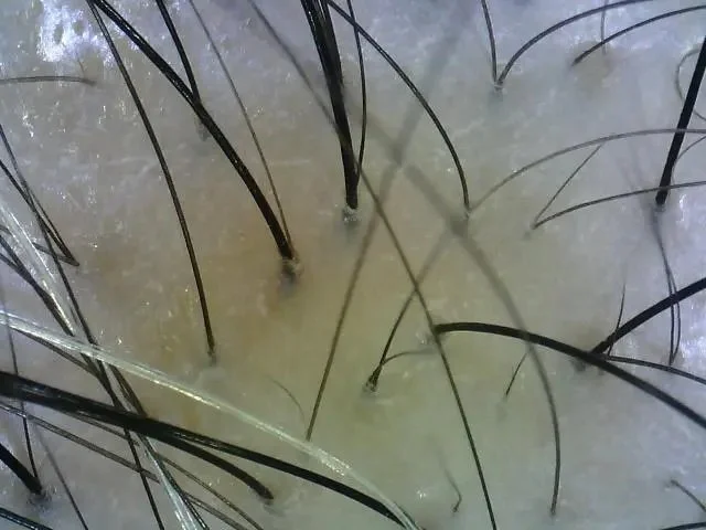 Close-up of black grass-like plants growing in murky water.