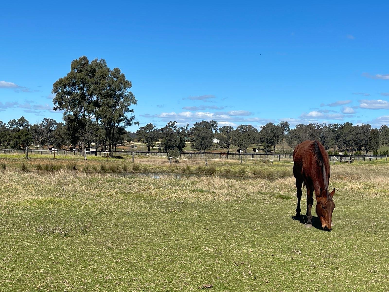 Outdoor paddock setting for The Horseshoe Counsellor's counselling sessions