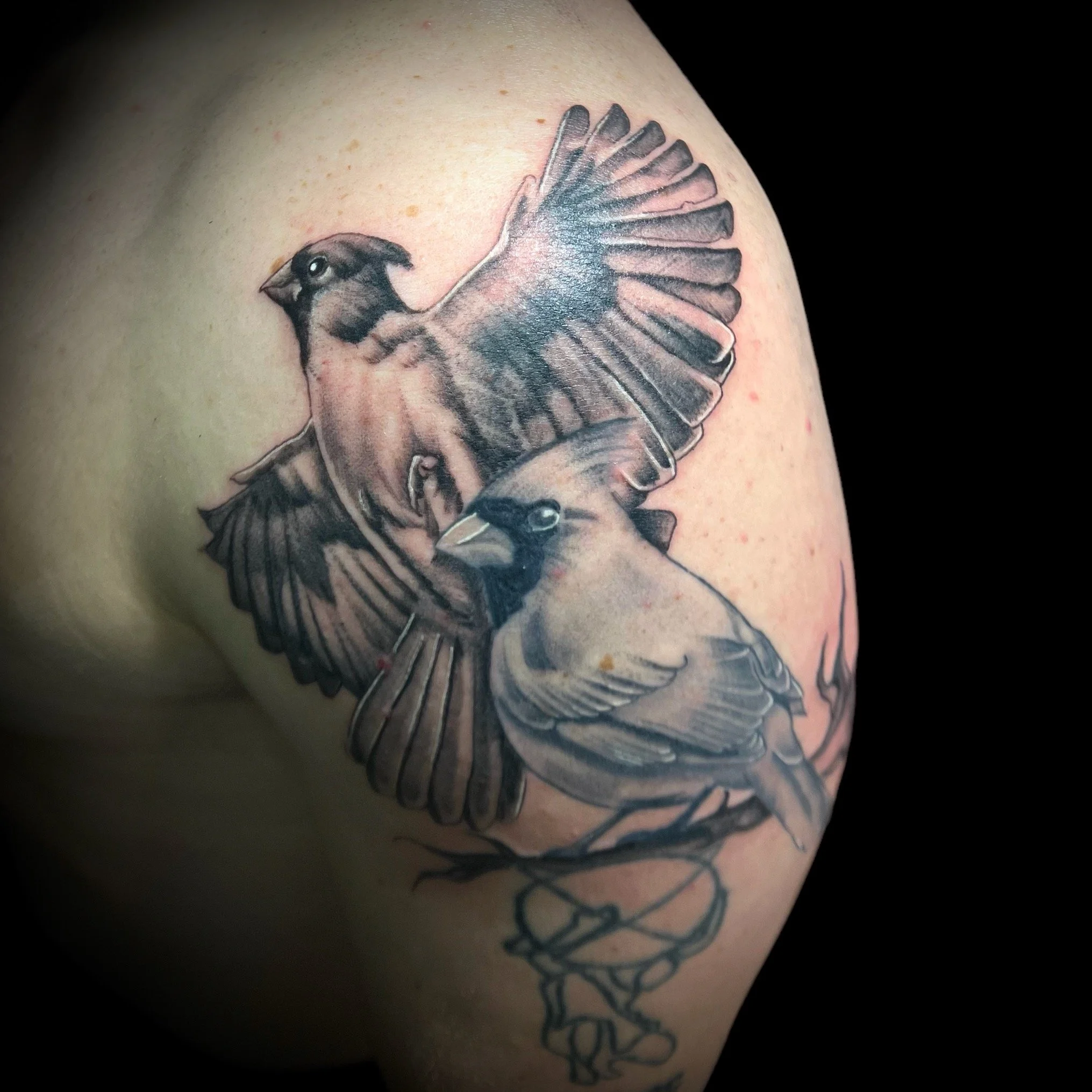 Black and Grey Realistic Cardinals, on upper arm (bicep)