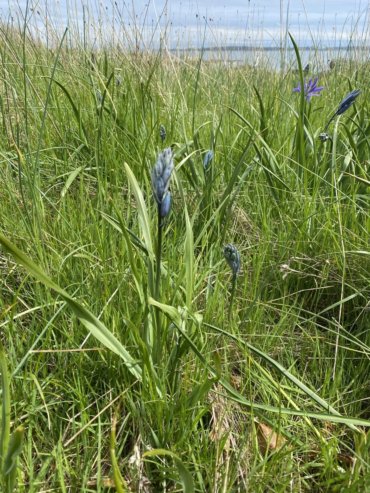 Green grass with purple flowers and a body of water in the background, under a cloudy sky.