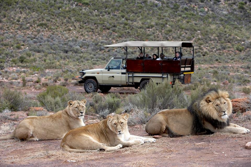 Big Five Safari Experience – Full-Day Safari from Cape Town