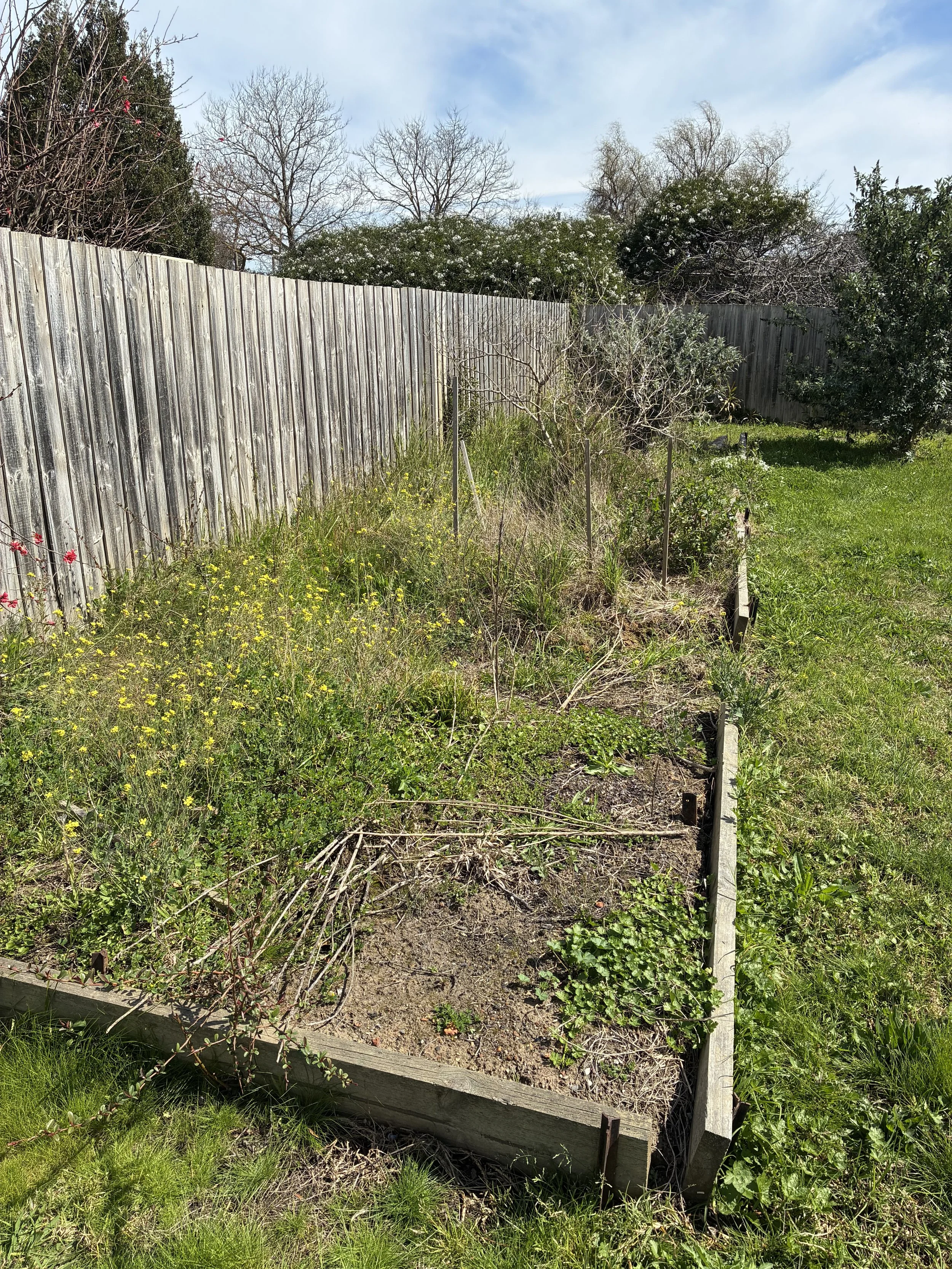 A garden bed with overgrown plants, weeds, and small patches of flowers, surrounded by a wooden border and fence in a backyard with trees and grass.