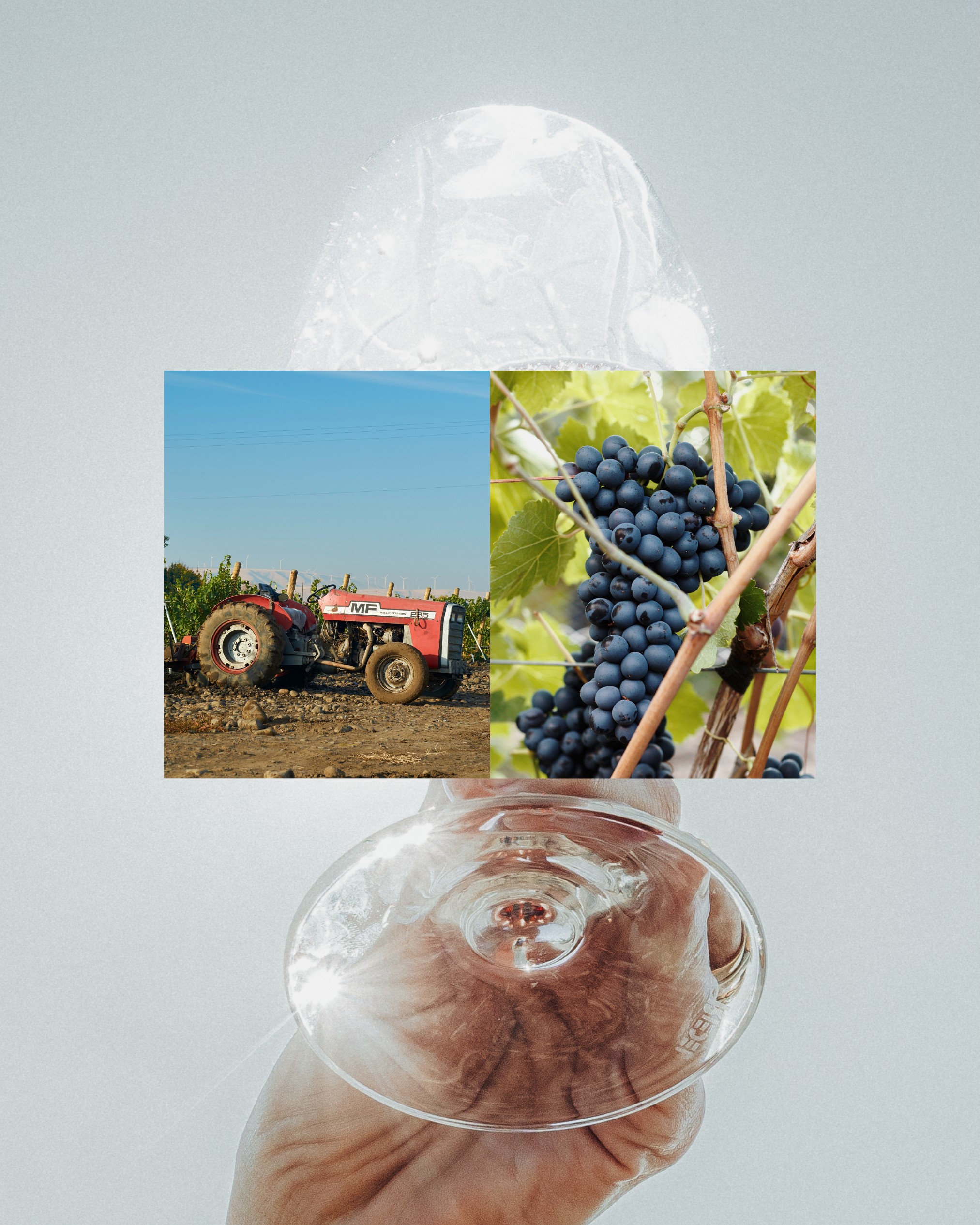 What's in your wine.png