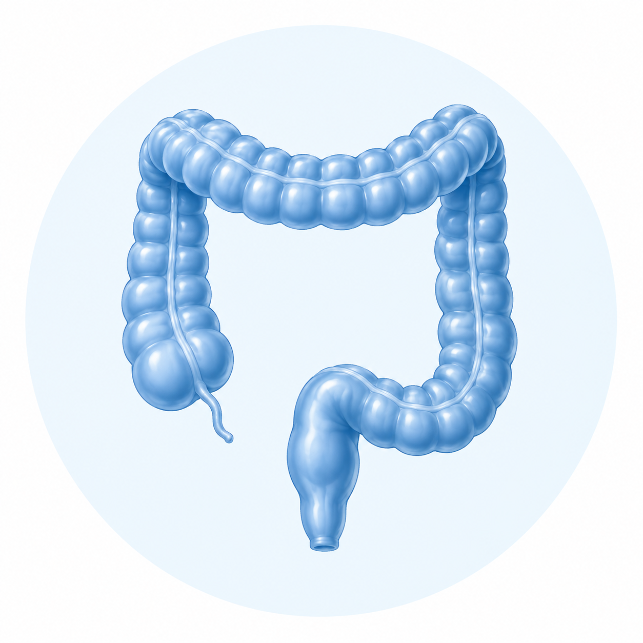 Illustration of the human large intestine in blue, highlighting the colon and rectum.