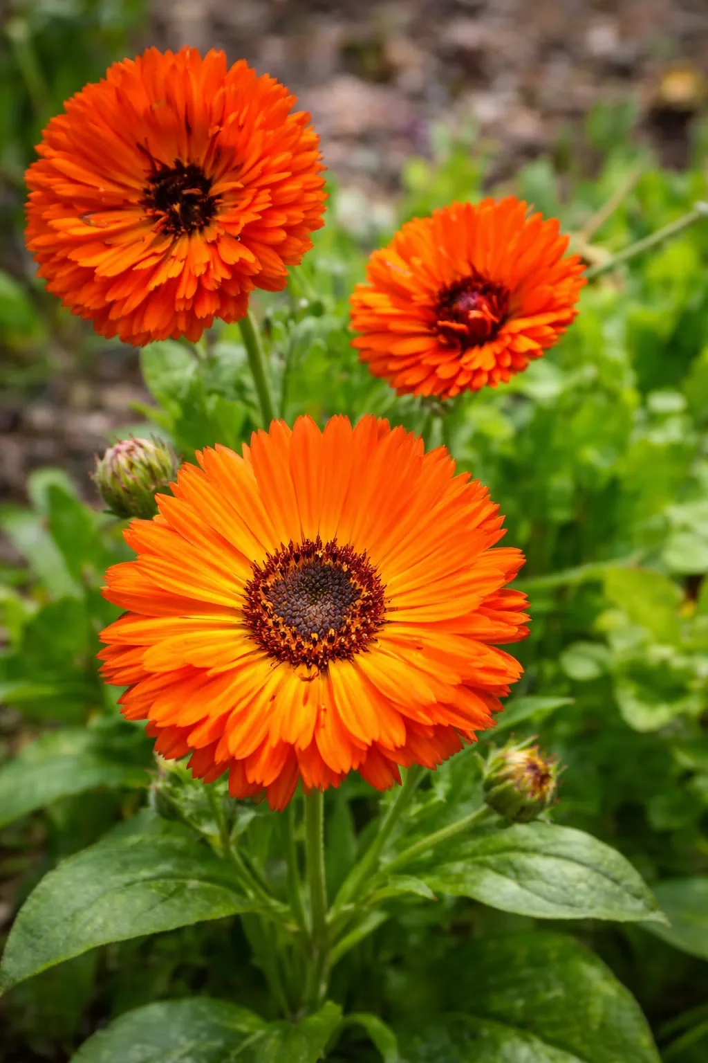 A botanical extract from the marigold flower, calendula is a multipurpose healer particularly powerful for sensitive skin. In topical formulas, it has anti-inflammatory, anti-fungal, and anti-bacterial properties. It's also rich in natural flavonoids