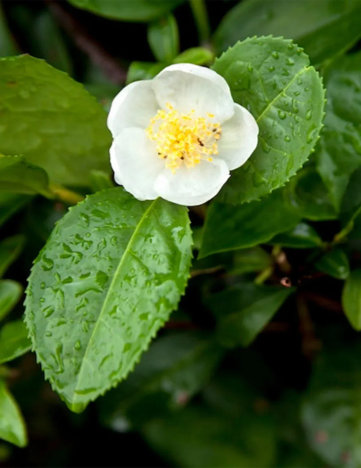 Green tea extract is a remarkable addition to any skincare regimen, delivering a wide range of green tea benefits for skin. From antioxidant protection to hydration and anti-inflammatory effects, green tea extract tackles several skin concerns, helpi