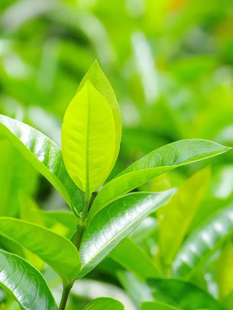 Green tea may help relieve skin changes that happen with certain inflammatory conditions. Research shows that green tea can help prevent skin cancer and treat genital warts. It may also help with oily skin, redness, acne, and eye puffiness. 