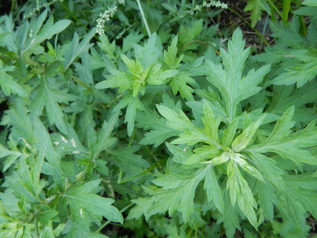 Mugwort has mild sedative properties, making it useful for promoting relaxation and improving sleep quality. It is often used in teas or pillows to aid in better sleep.

Whether in the form of tea or incense, it is thought to enhance psychic abilitie