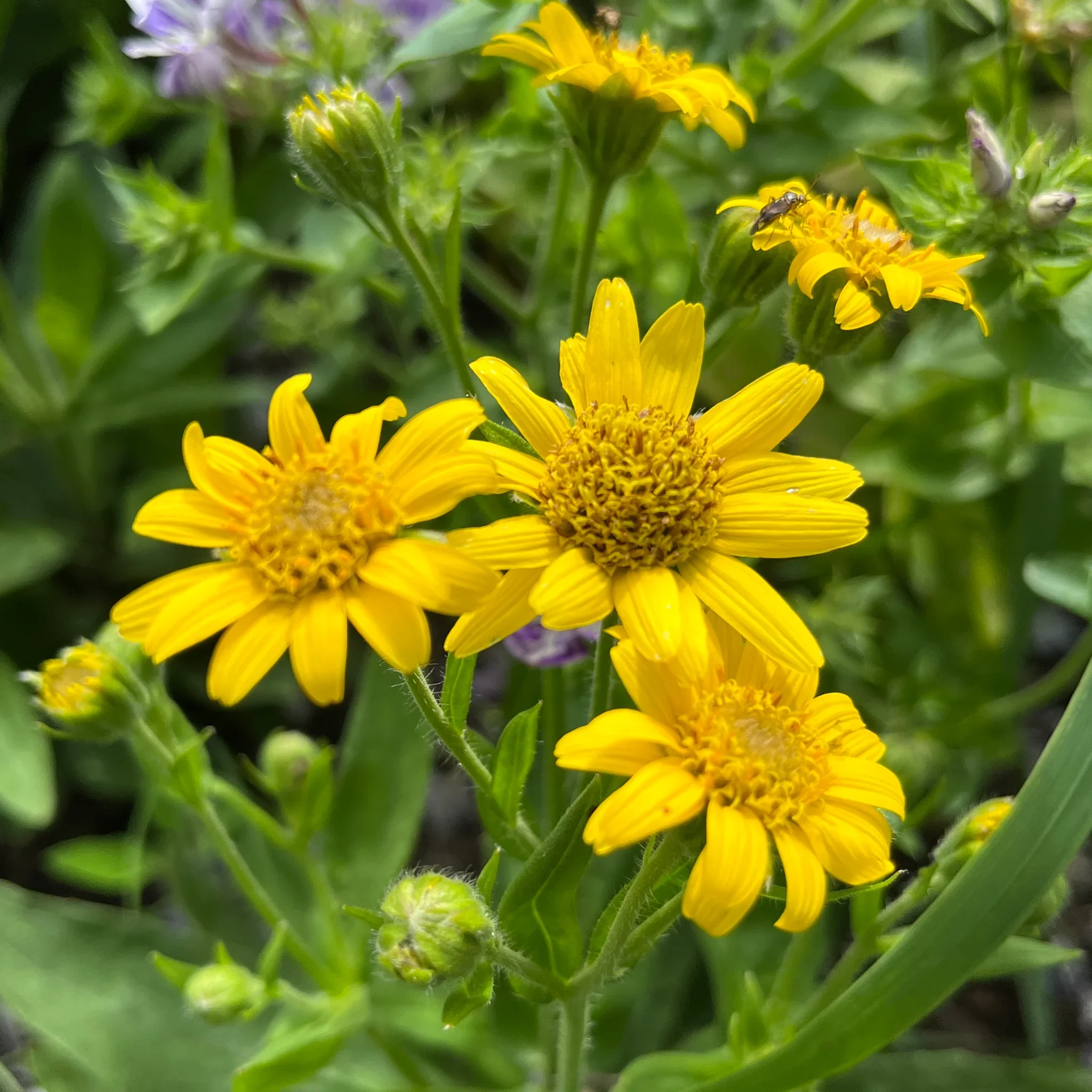Arnica can help heal wounds, or at least speed up the healing process.