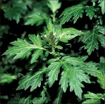 Mugwort is excellent for hydrating the skin. It enhances the skin's moisture barrier, ensuring your skin stays soft, supple, and well-nourished.