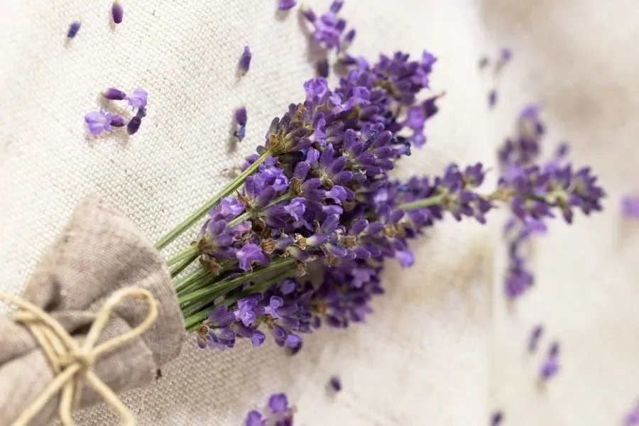 For those with sensitive skin or a tendency to experience inflammation like eczema, lavender can be a soothing solution. Lavender's natural anti-inflammatory compounds, particularly beta-caryophyllene, help alleviate redness, itching, and discomfort 