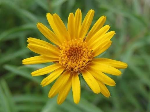 Arnica is used in creams or gels to help soothe muscle aches, heal wounds, and even stop bruising.

Although it’s most widely known for medicinal purposes, arnica can also be super beneficial to your skin in many ways. Many products that contain arni