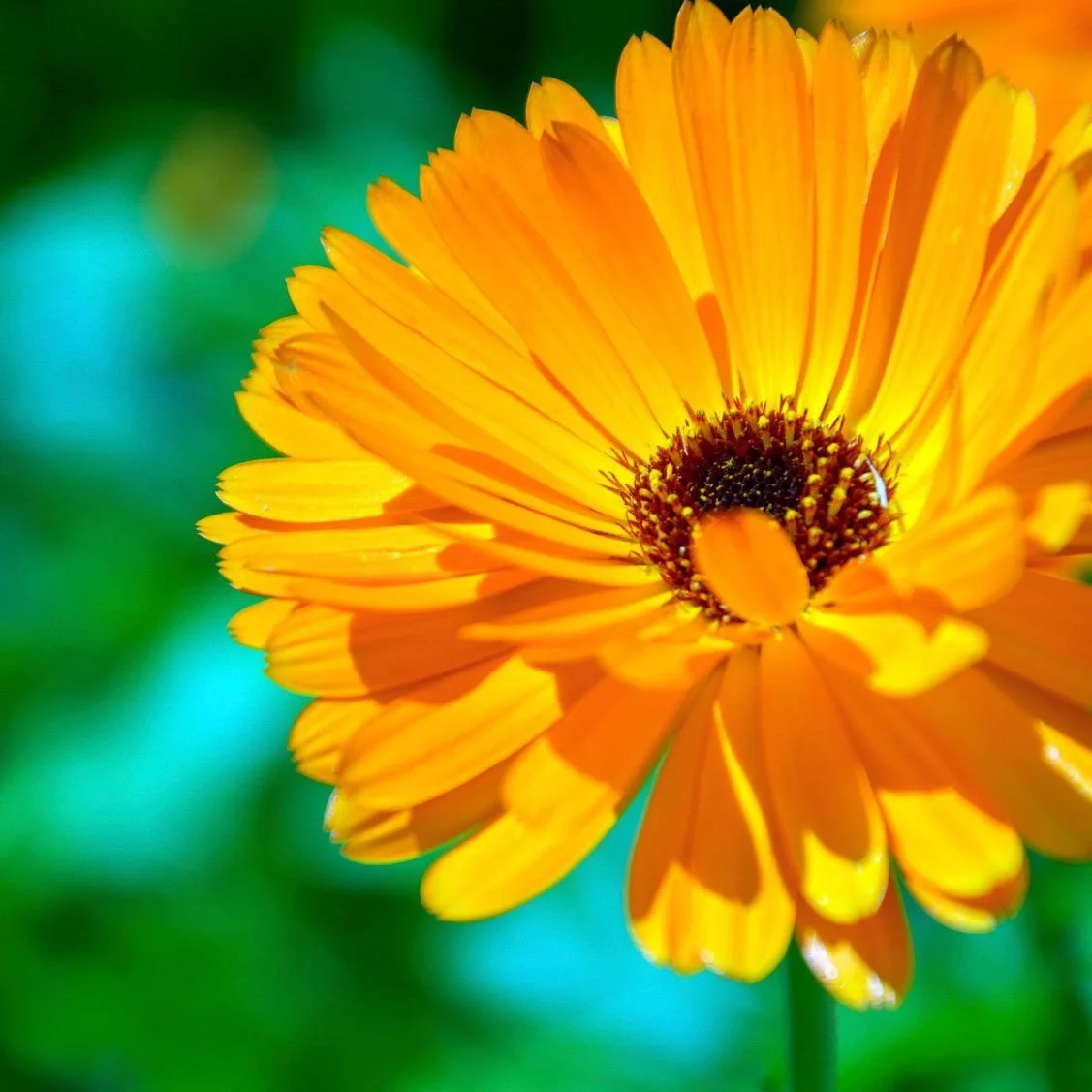 The flower power from calendula has been used for centuries across cultures, particularly in Ayurvedic and Chinese medicine. Because of its healing and gently soothing properties, it's not only an ideal everyday skincare ingredient, but can be used t