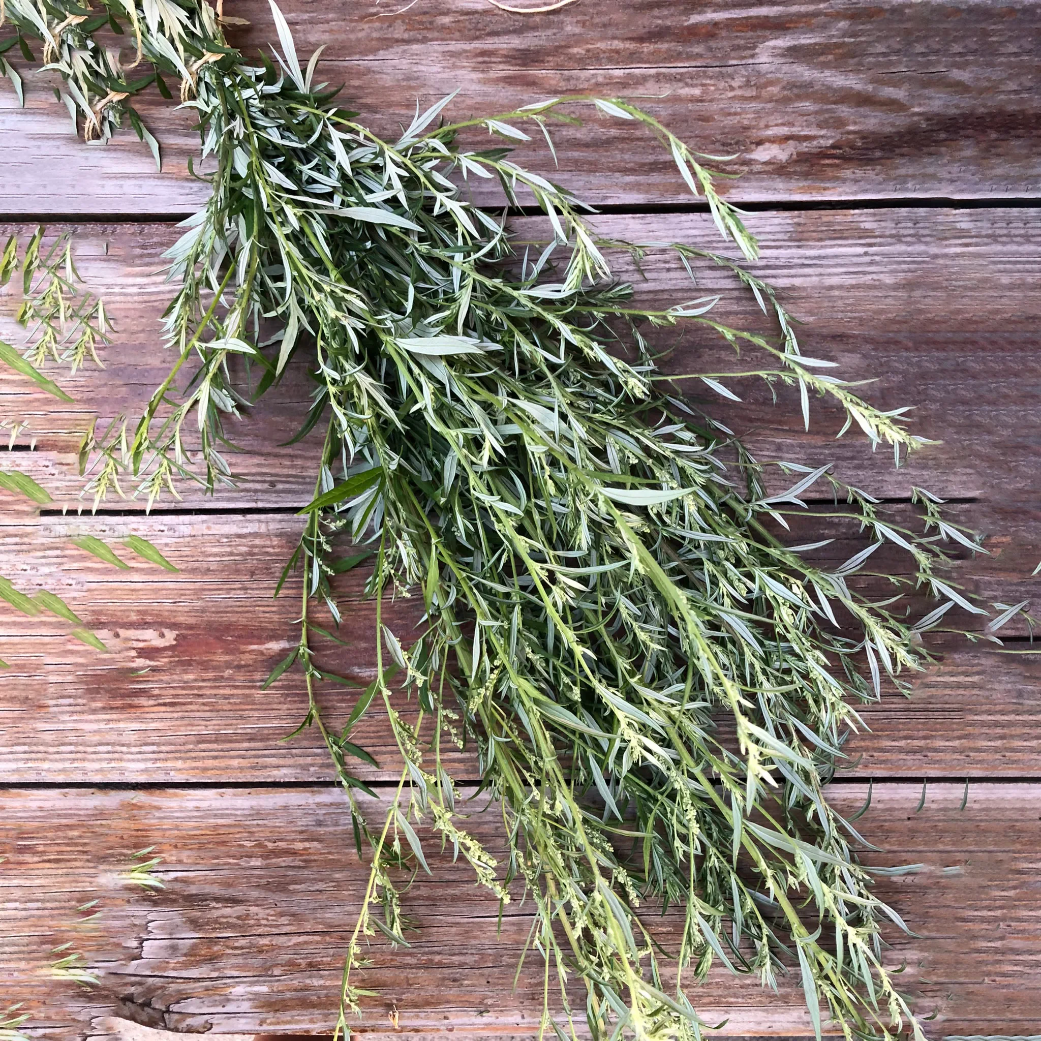 Mugwort is rich in antioxidants and has potent anti-inflammatory properties. It helps soothe irritated skin, reduce redness, and calm conditions like eczema and rosacea.

The antimicrobial properties of Mugwort make it effective in treating acne and 