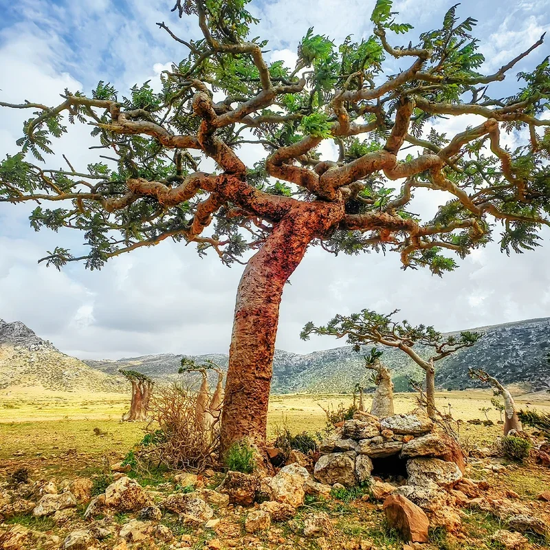 Also known as olibanum, frankincense comes from trees in the Boswellia family. Frankincense oil is prepared by the steam distillation of gum resin from the Boswellia tree.