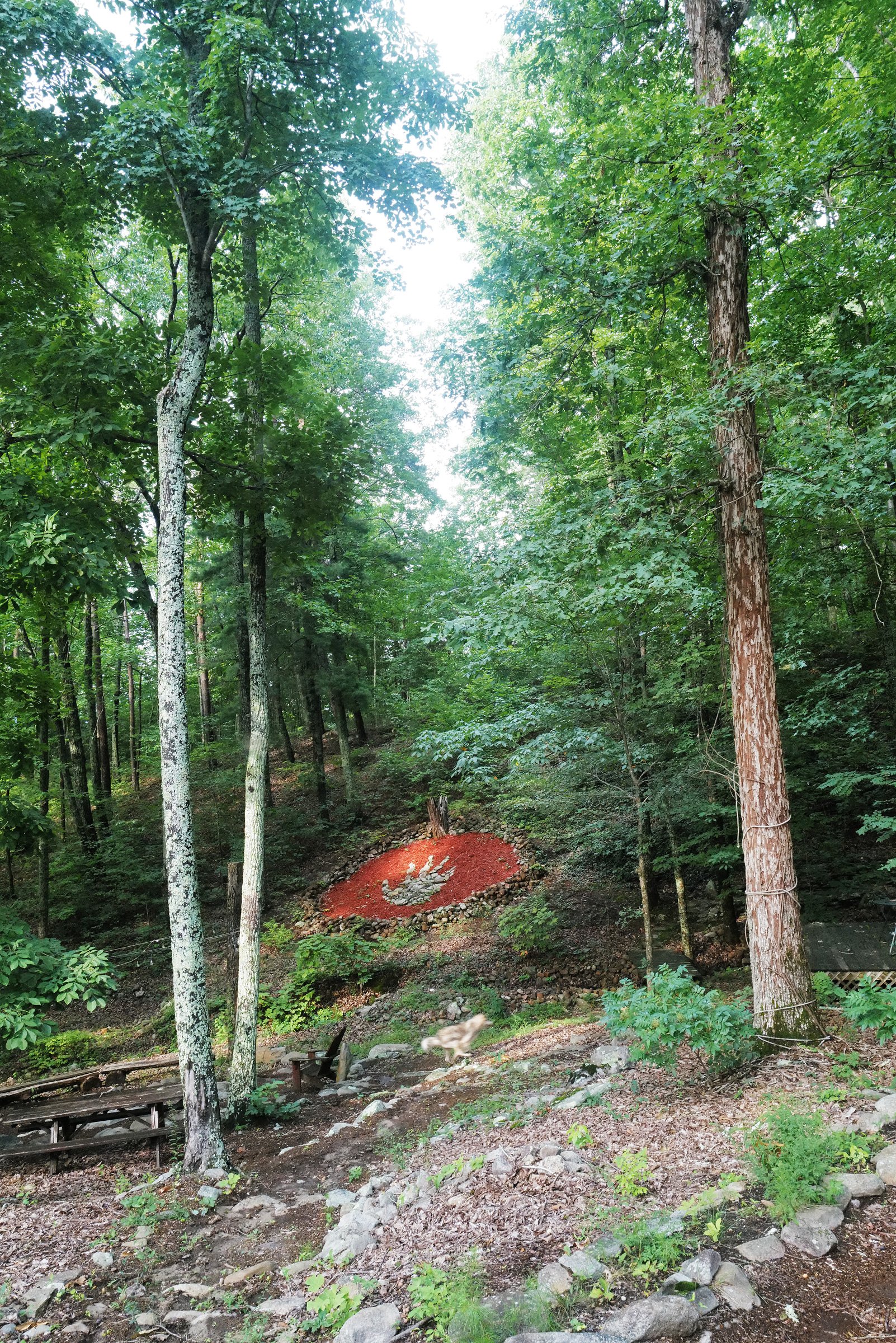A wooded forest scene with tall trees and green leaves. There is a red circular mulch bed with a white handprint in the middle. A small animal, possibly a squirrel, is on the ground in front of the mulch bed, near some rocks and a wooden bench.