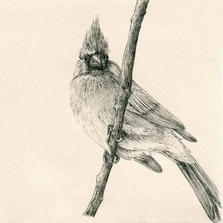 A pencil sketch of a bird perched on a branch, with detailed feather textures and a crest on its head.