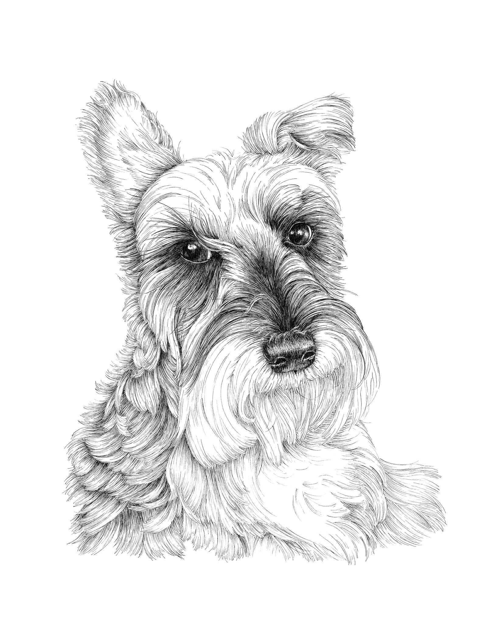 Black and white detailed sketch of a dog's face, showing its eyes, nose, and fur.