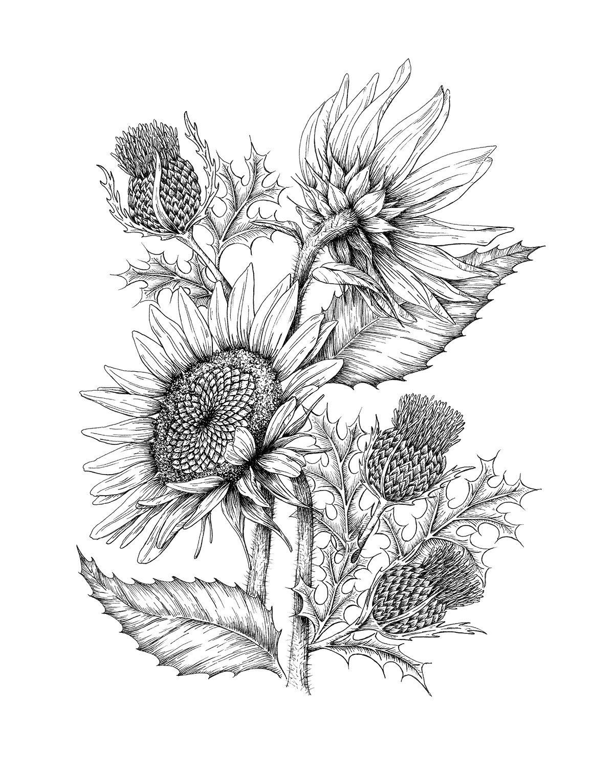 Black and white illustration of sunflowers with detailed petals, leaves, and flower heads.