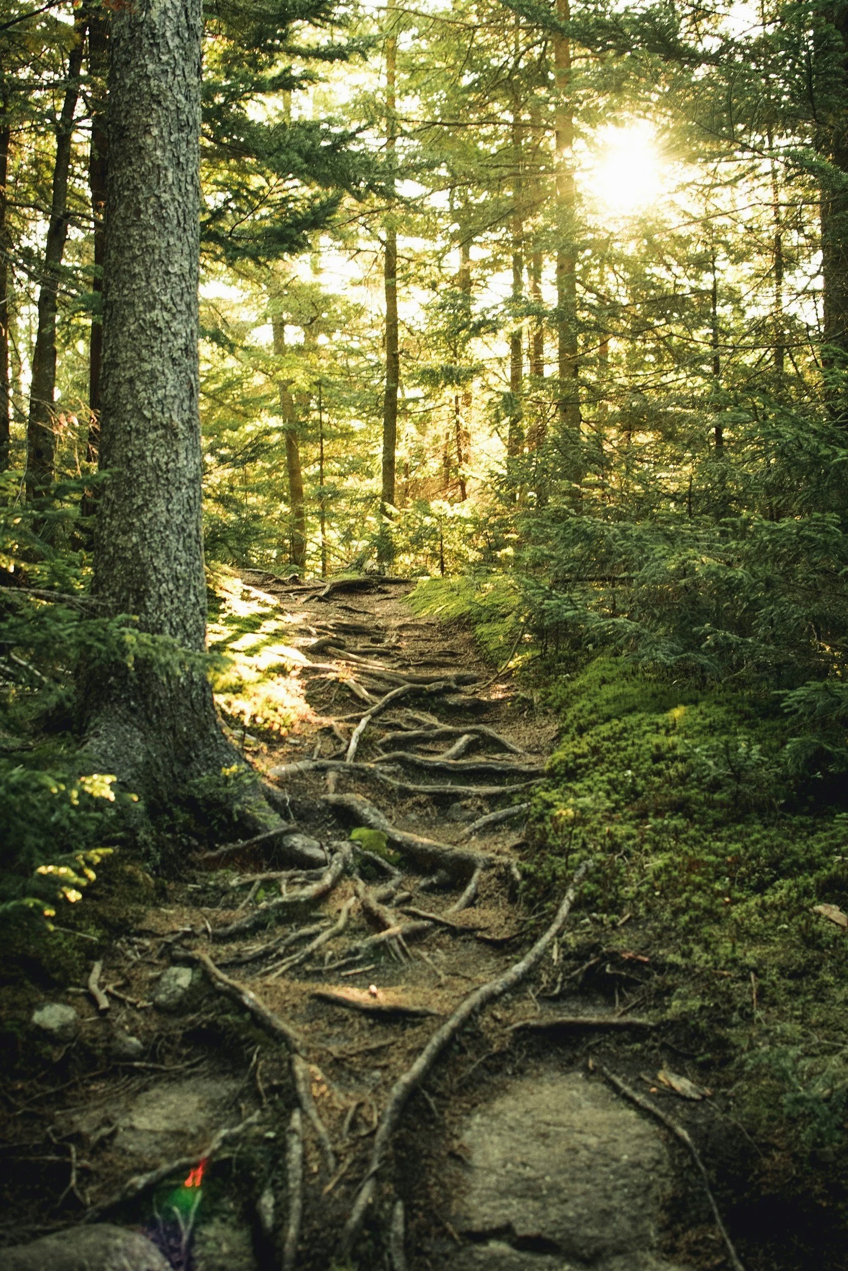 Sunlight filtering through a dense green forest with a narrow dirt trail and exposed tree roots
