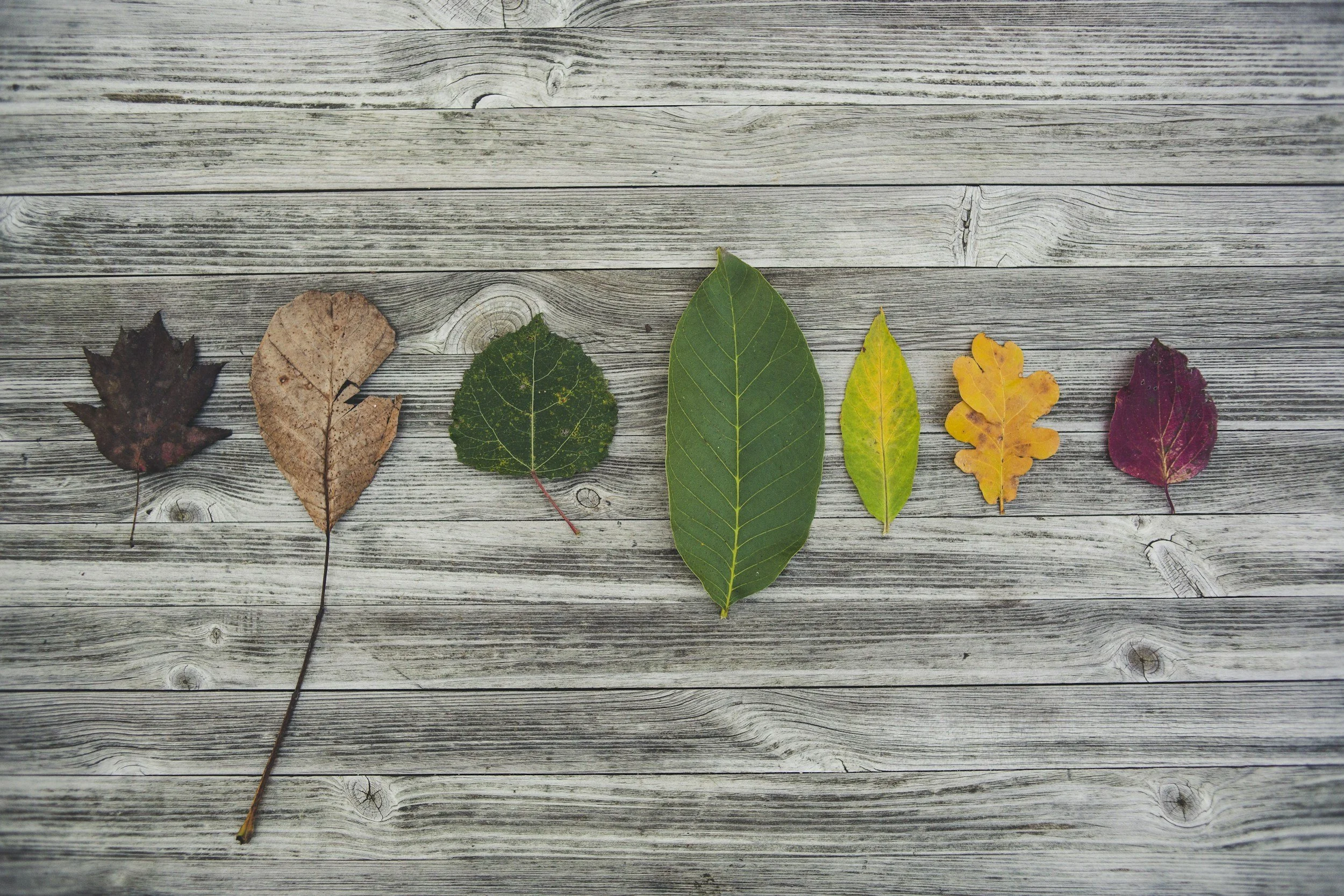 Different leaves arranged side by side on a wooden table