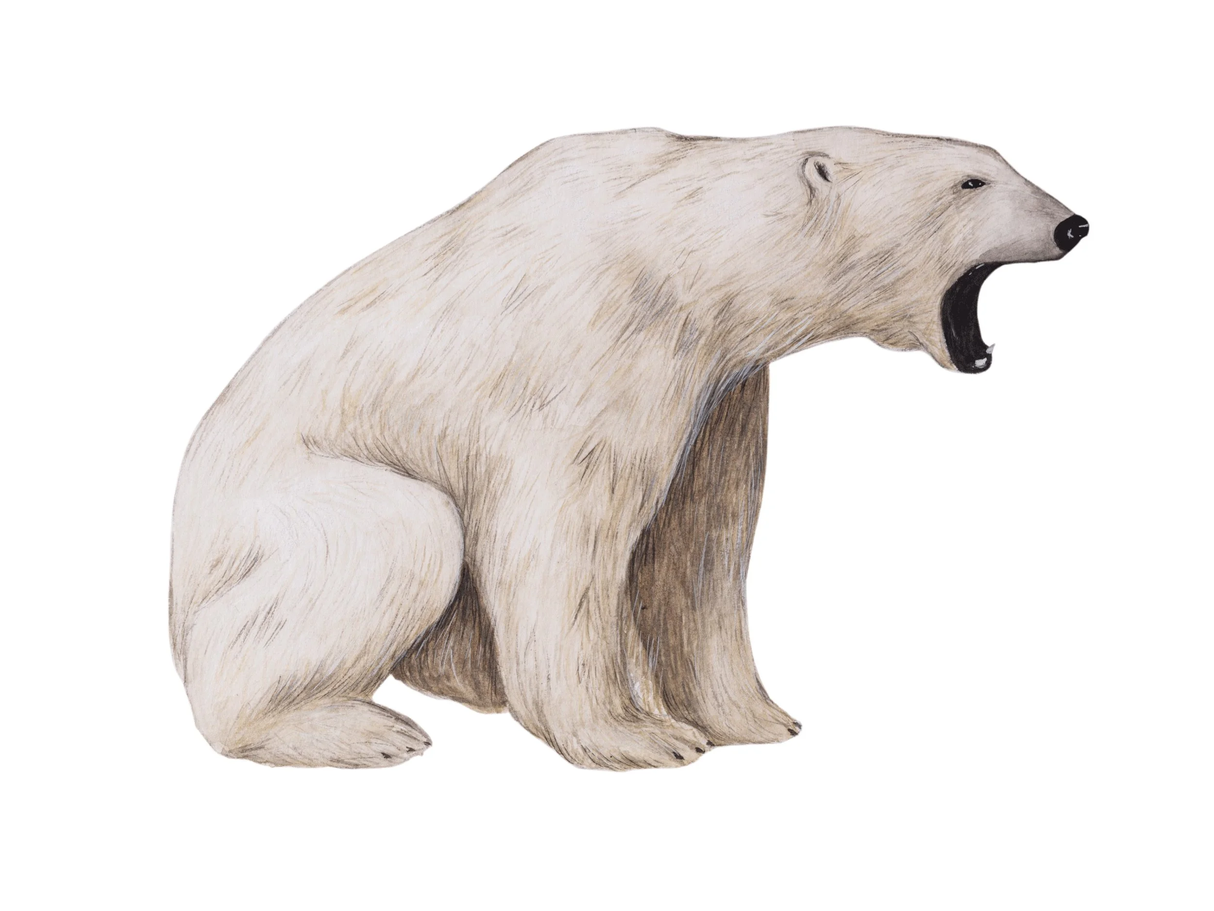 Märchen Eisbär.jpg