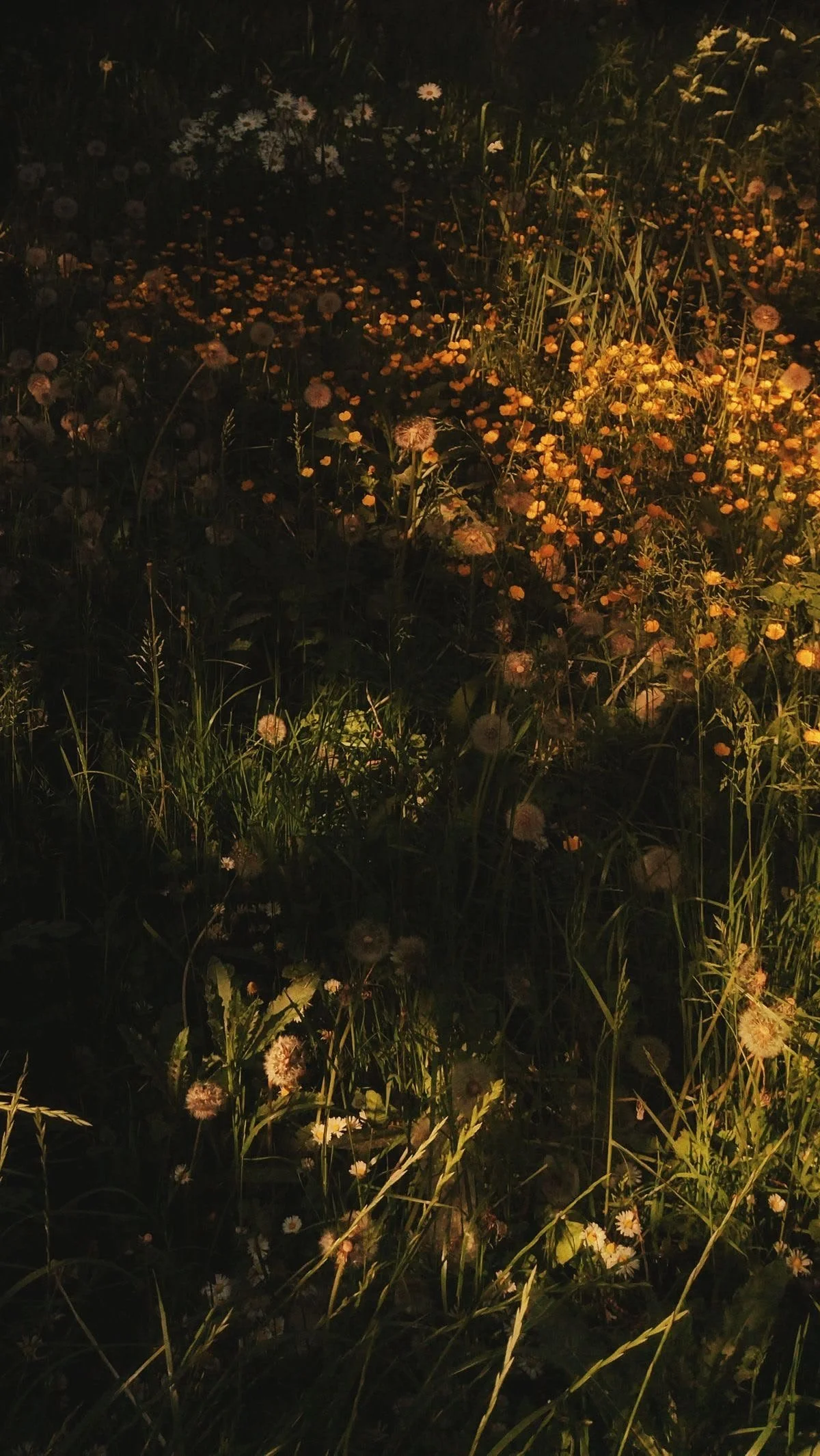 Prato di fiori selvatici con margherite e altri fiori gialli, vista al crepuscolo o di notte.