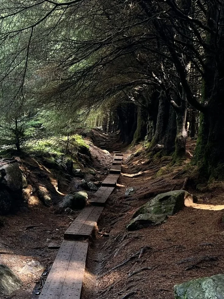 Sentiero nel bosco con passarelle di legno tra alberi densi e ombreggiati.