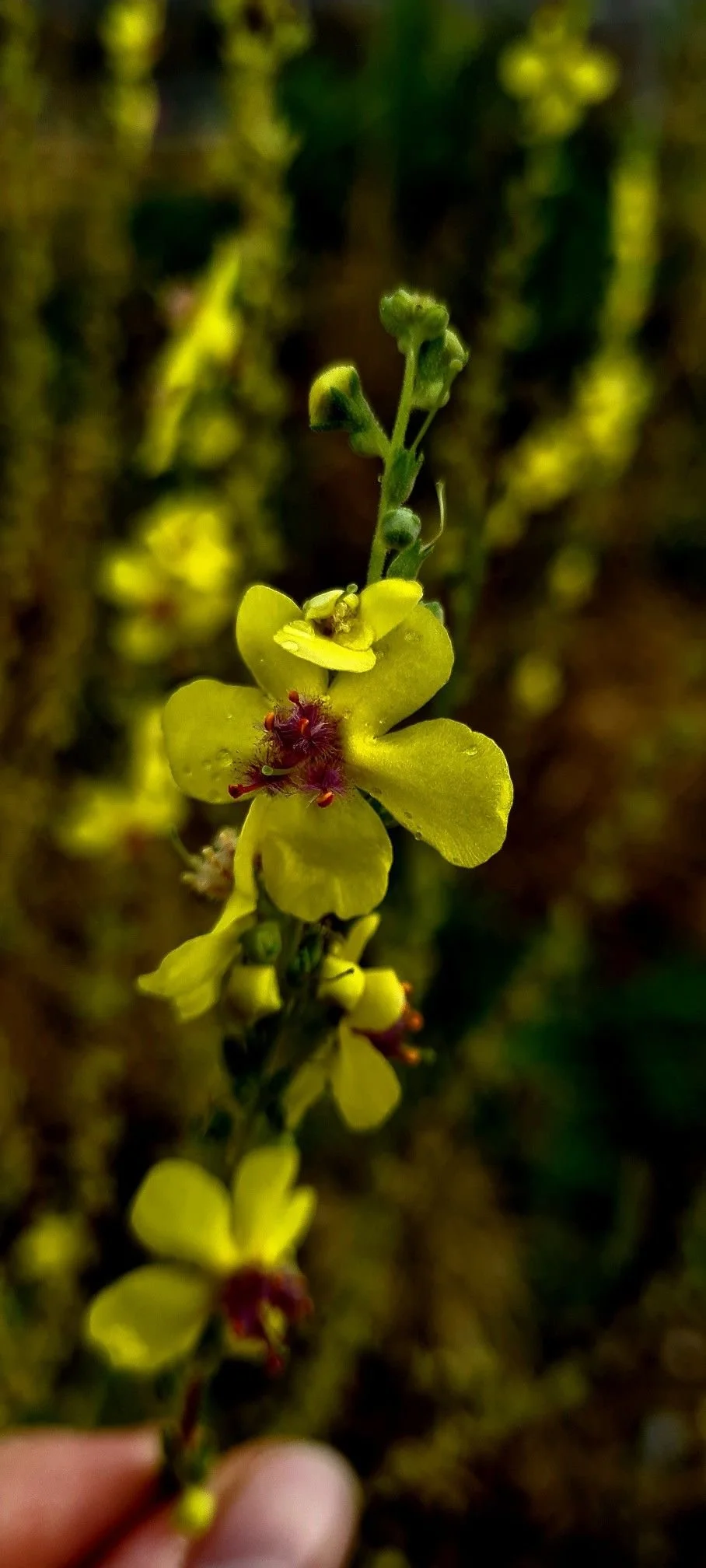 Un fiore di colore giallo con petali sottili e al centro con sfumature rossastre, cresciuto su uno stelo lungo e sottile.
