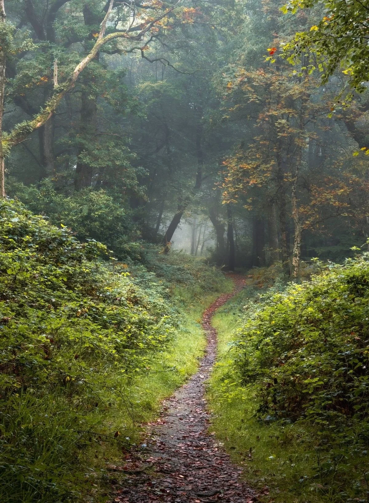 Sentiero nella foresta con alberi verdi e foglie autunnali, leggera nebbia e luce diffusa.