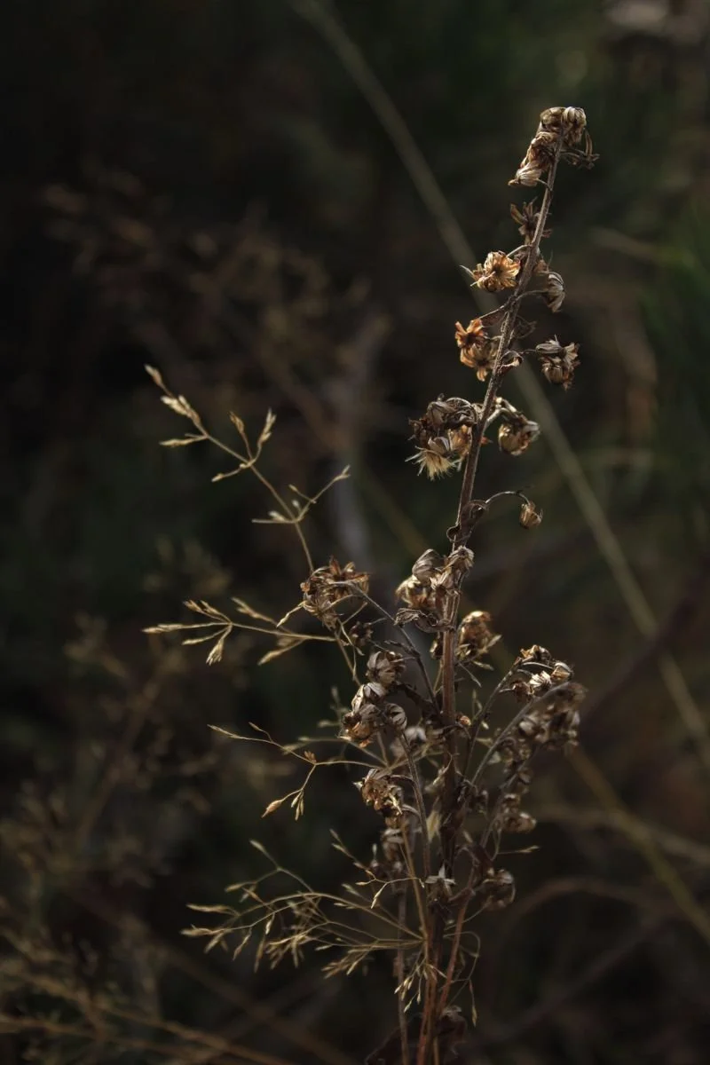 Stelo con foglie secche e fiori appassiti in un ambiente naturale