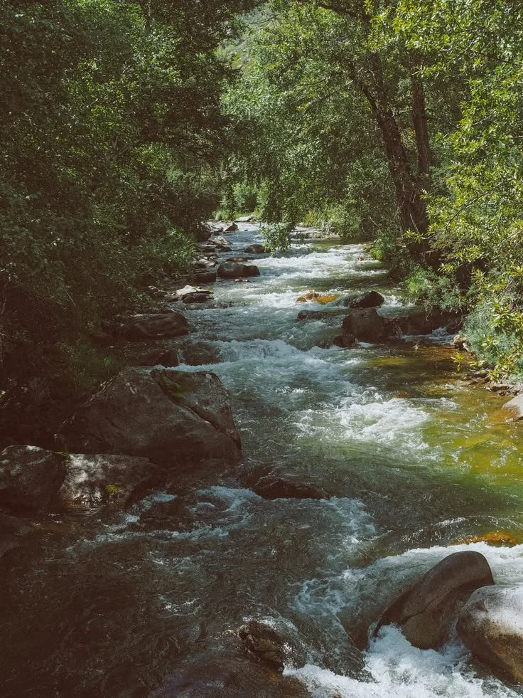 Un fiume in mezzo a una foresta verde, con acqua che scorre tra rocce.